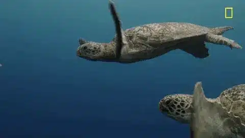 Tourists vs. Turtles: The Unseen Battle Over Moalboal’s Marine Sanctuaries